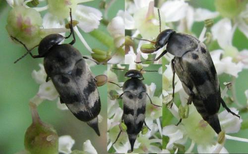 Réf. 237 931 : Variimorda villosa